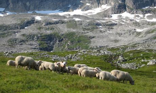 Bioforsk